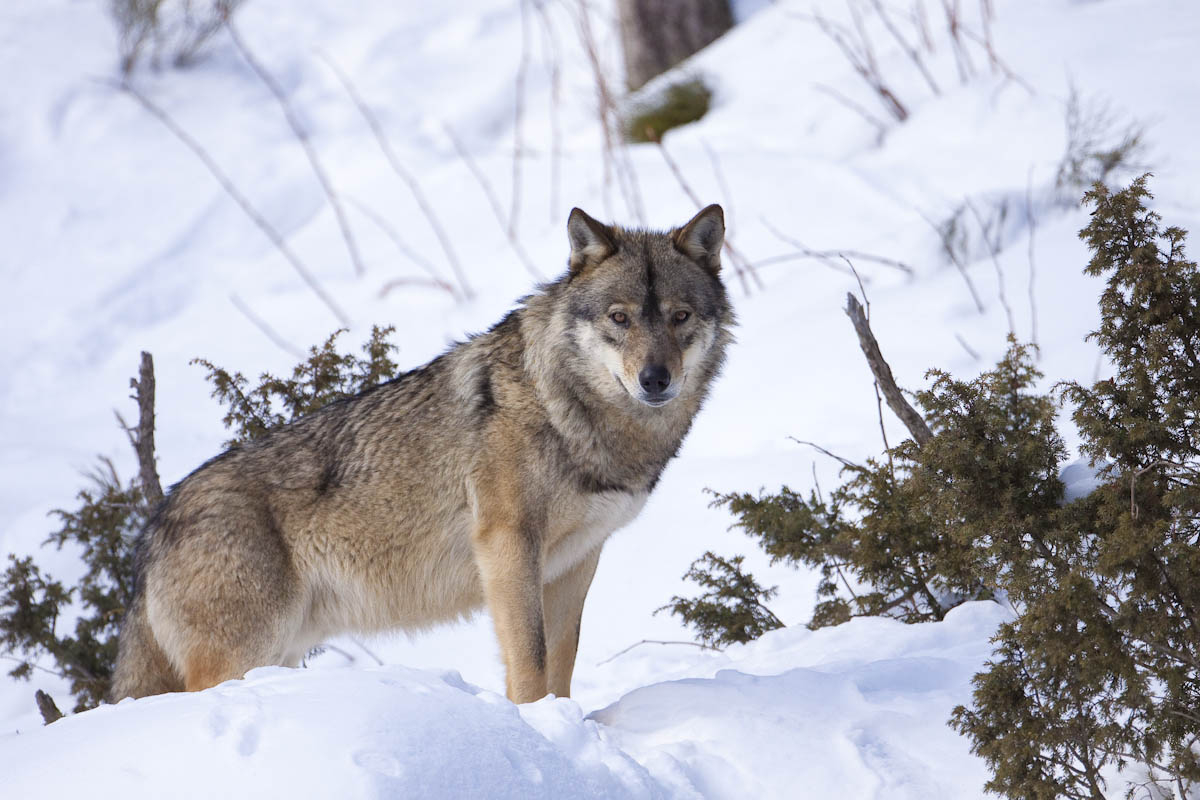 Parc animalier Les Angles